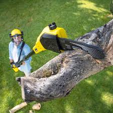 Best Palm Tree Trimming  in North Apollo, PA