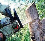 Tree and Shrub Care in North Apollo, PA
