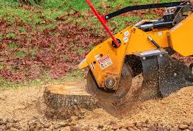 Best Tree Health Inspection  in North Apollo, PA