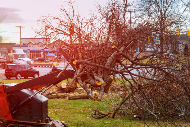 Trusted North Apollo, PA Tree Care Experts