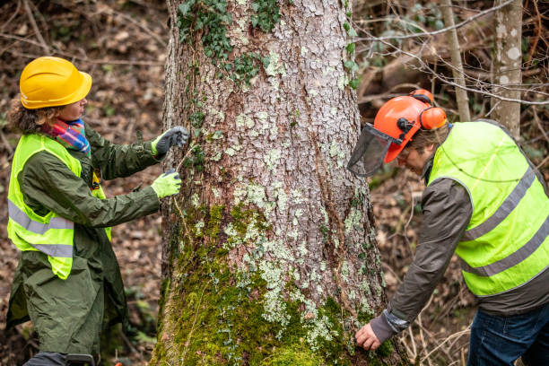 Best Seasonal Cleanup (Spring/Fall)  in North Apollo, PA