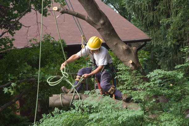 Best Tree Disease Treatment  in North Apollo, PA