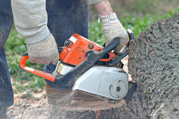 How Our Tree Care Process Works  in  North Apollo, PA