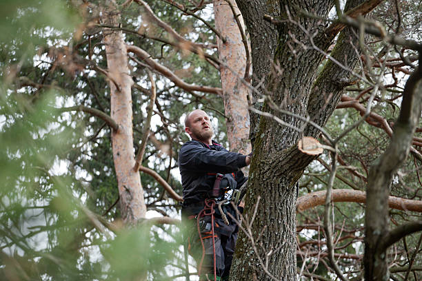 How Our Tree Care Process Works  in  North Apollo, PA