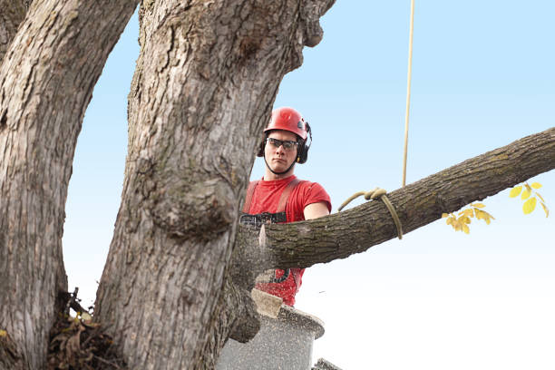 Best Fruit Tree Pruning  in North Apollo, PA